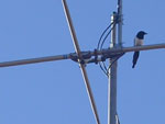 mast antenna 3 bend hf